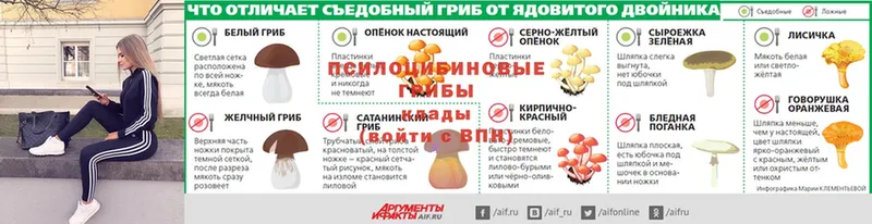 Псилоцибиновые грибы MAGIC MUSHROOMS  где купить наркоту  Болохово 